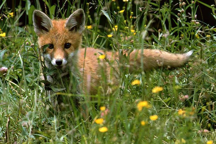 Fuchsjunges © Wolfgang Schruf