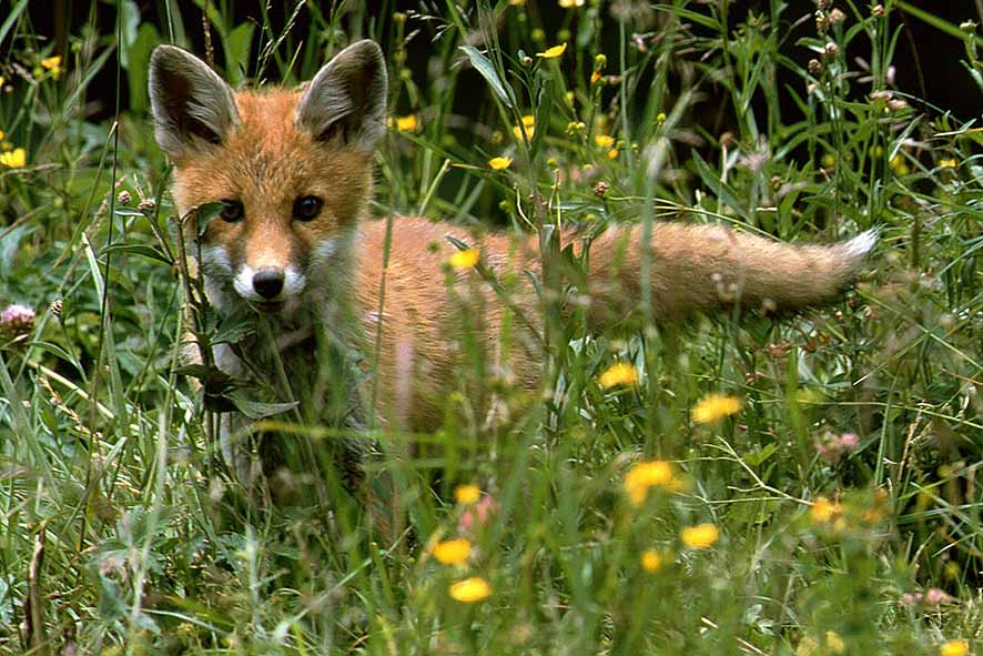 Fuchsjunges © Wolfgang Schruf